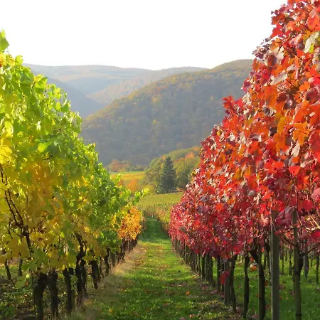 Försters Weinterrassen *