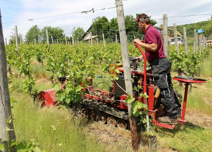 Försters Weinterrassen *