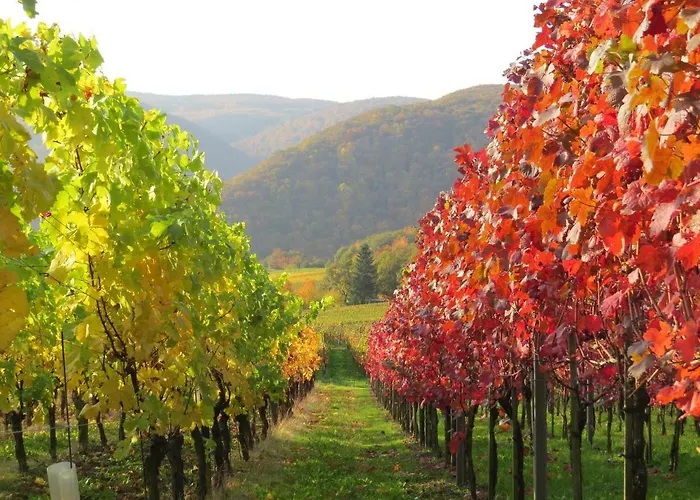 Försters Weinterrassen *